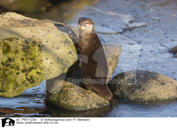 Asian small-clawed otter on ice / PW-11239