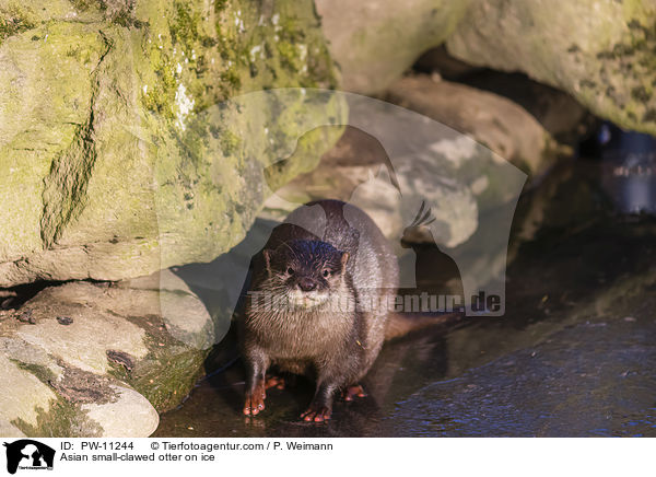 Asian small-clawed otter on ice / PW-11244
