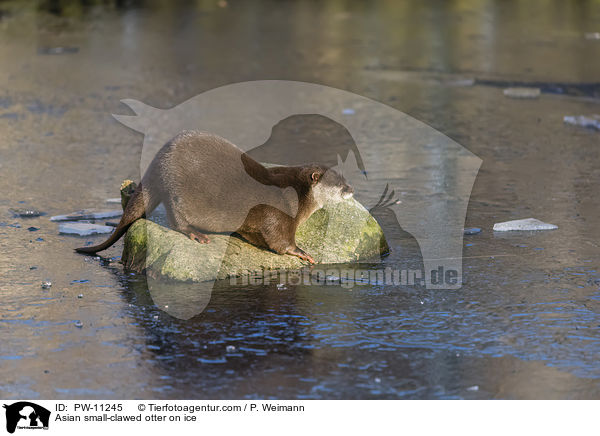 Asian small-clawed otter on ice / PW-11245