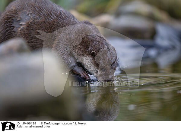 Asian small-clawed otter / JM-06139