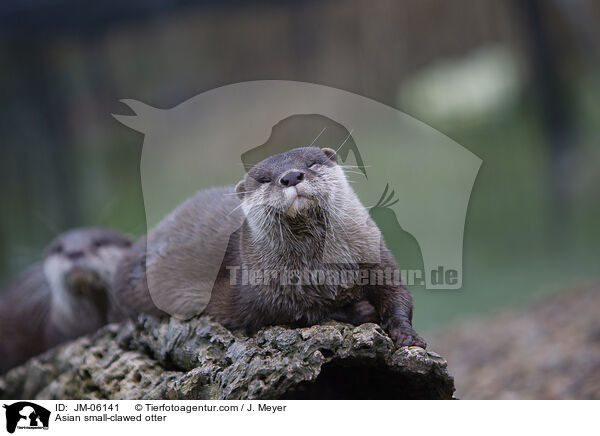Asian small-clawed otter / JM-06141