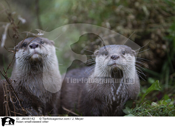 Asian small-clawed otter / JM-06142