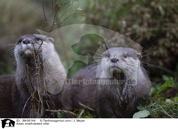 Asian small-clawed otter / JM-06144