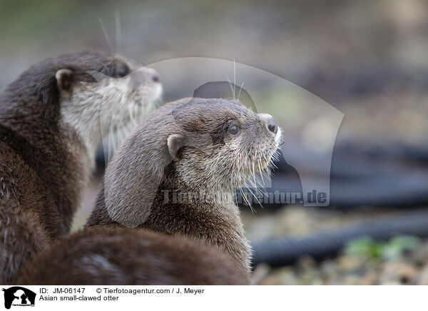 Asian small-clawed otter / JM-06147