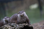 Asian small-clawed otter