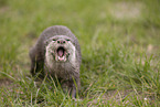 oriental small-clawed otter