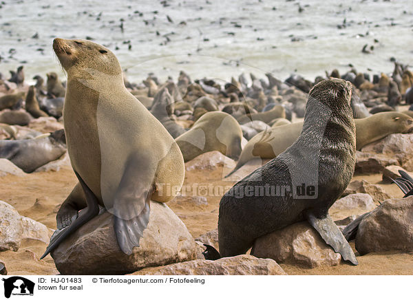 Sdafrikanischer Seebr / brown fur seal / HJ-01483