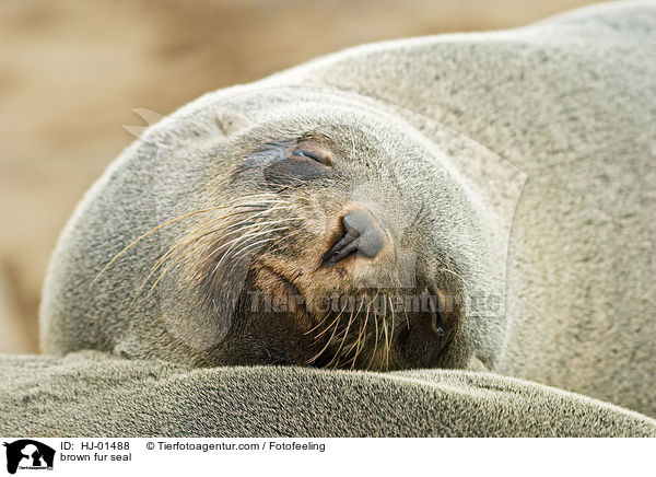Sdafrikanischer Seebr / brown fur seal / HJ-01488