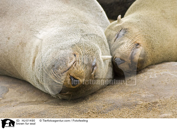 brown fur seal / HJ-01490