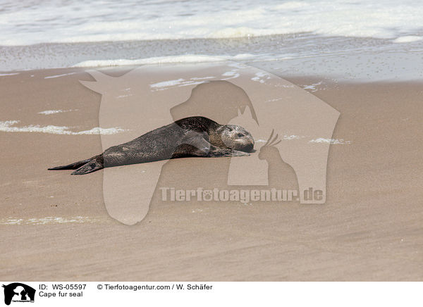 Sdafrikanischer Seebr / Cape fur seal / WS-05597