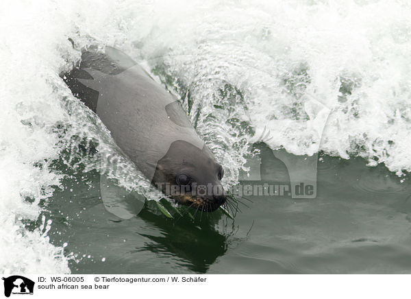 Sdafrikanischer Seebr / south african sea bear / WS-06005
