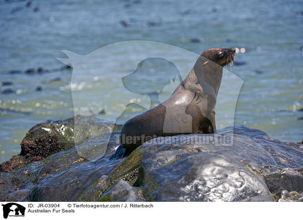 Sdafrikanische Seebren / Australian Fur Seals / JR-03904