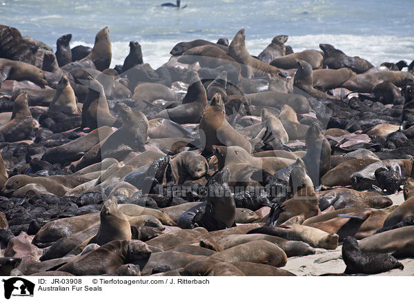 Sdafrikanische Seebren / Australian Fur Seals / JR-03908