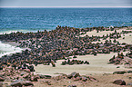 Australian fur seals