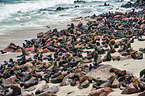 Australian fur seals