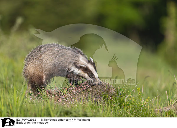 Badger on the meadow / PW-02982