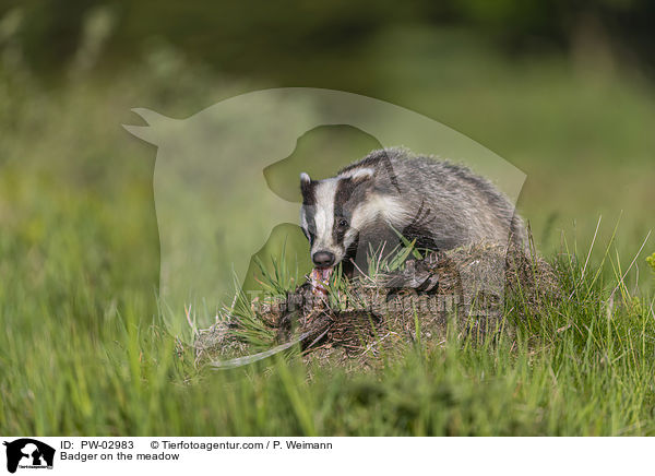 Badger on the meadow / PW-02983