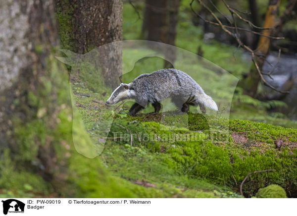 Dachs / Badger / PW-09019