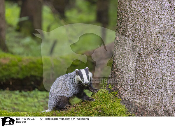 Dachs / Badger / PW-09027