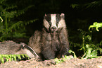 badgers