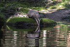 Badger at the water