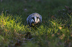 walking Badger