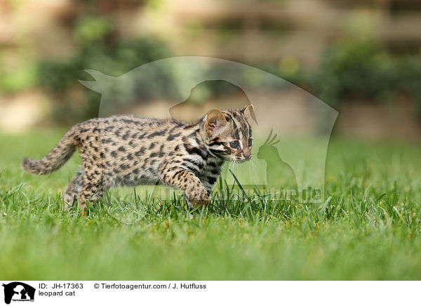 leopard cat / JH-17363