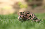 leopard cat