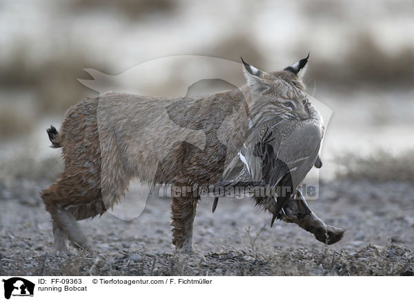 rennender Rotluchs / running Bobcat / FF-09363