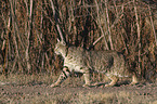 walking Bobcat