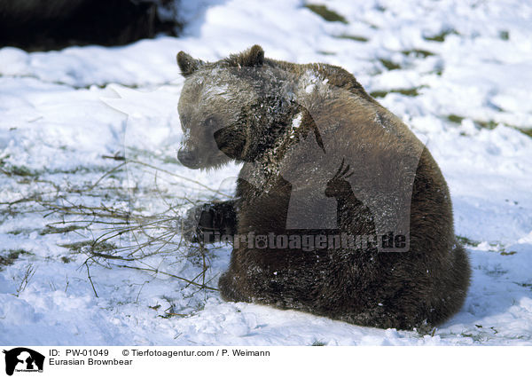 Eurasian Brownbear / PW-01049