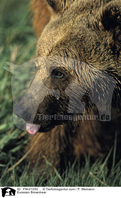 Eurasian Brownbear / PW-01050