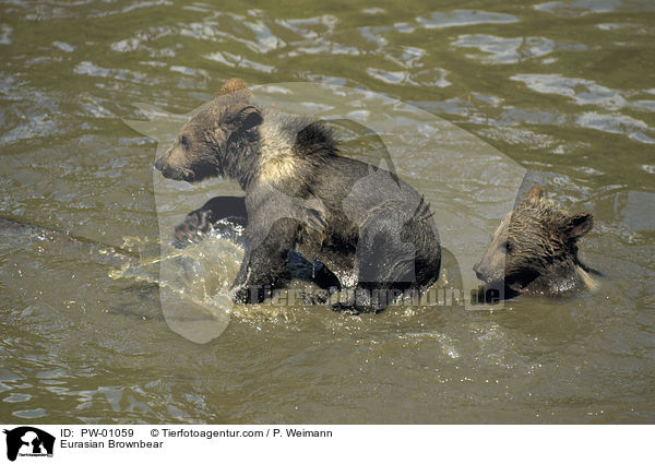 Europischer Braunbr / Eurasian Brownbear / PW-01059