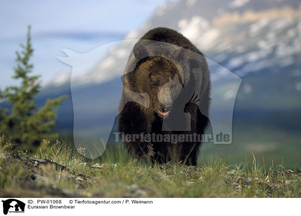 Eurasian Brownbear / PW-01068