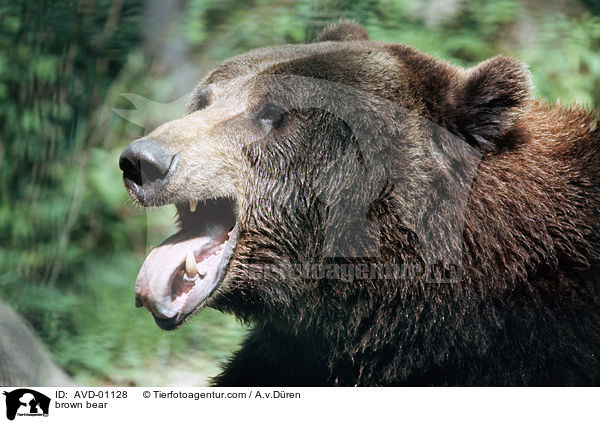 Braunbr / brown bear / AVD-01128