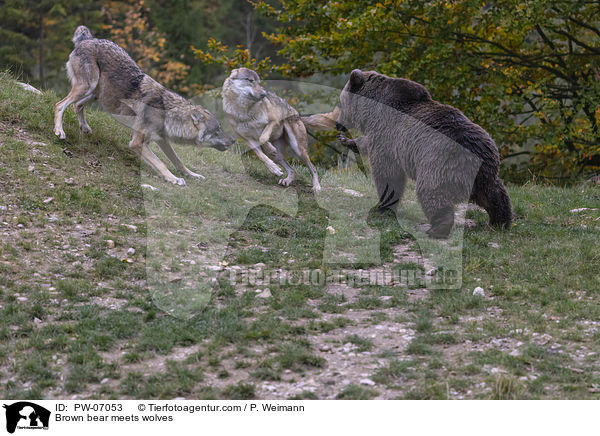 Braunbr trifft Wlfe / Brown bear meets wolves / PW-07053