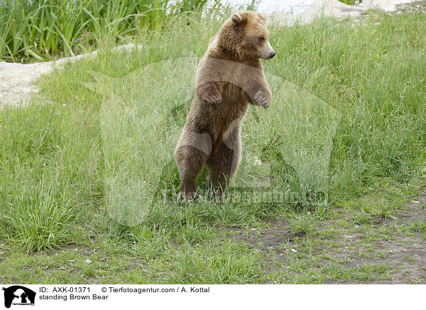 stehender Braunbr / standing Brown Bear / AXK-01371