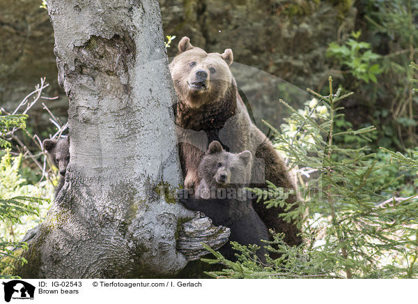 Braunbren / Brown bears / IG-02543