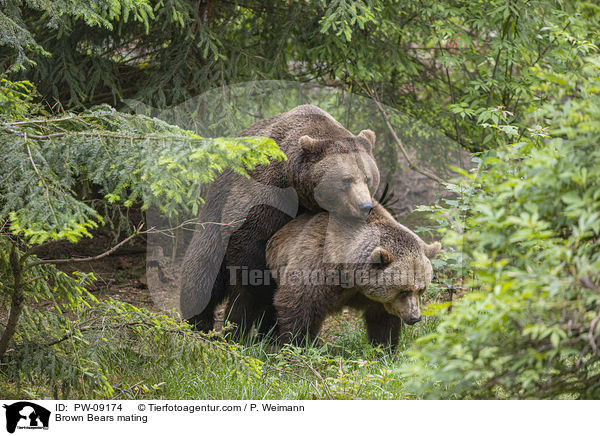 Brown Bears mating / PW-09174