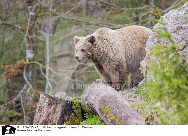 Braunbr im Wald / brown bear in the forest / PW-12771