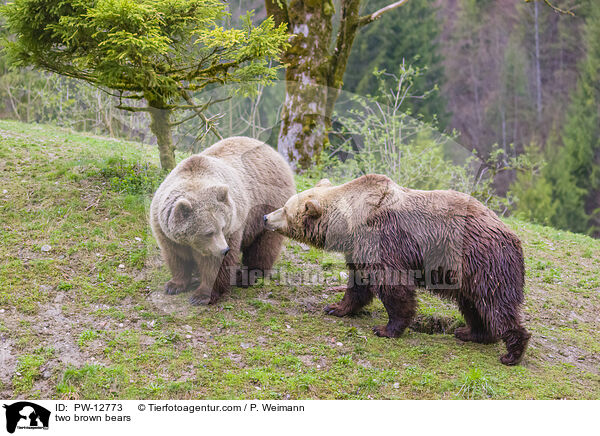 zwei Braunbren / two brown bears / PW-12773