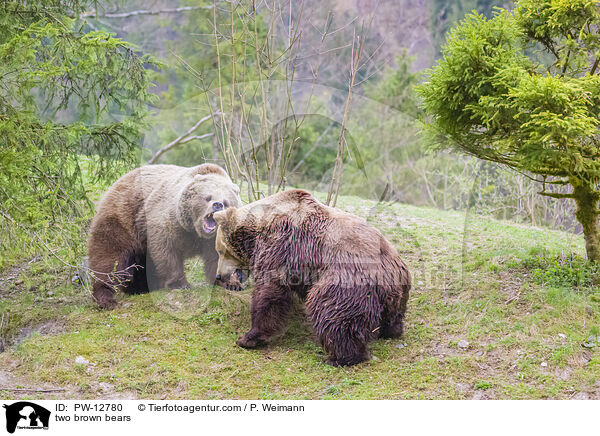 zwei Braunbren / two brown bears / PW-12780