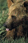 Eurasian Brownbear