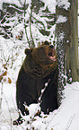 brown bear