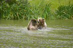 Brown Bears in the water