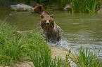 Brown Bears