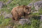 walking Brown Bear