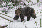 Brown Bear in the snow