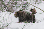 Brown Bears in the snow