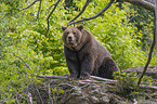 sitting Brown Bear